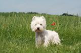 WESTIE 362